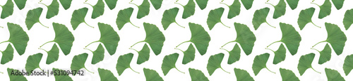 Ginkgo biloba leaves. Ginkgo biloba leaves pattern on white background.