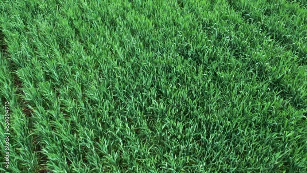 Cereal leaves waving in the wind, top view, recorded in slow motion. Cereal leaves waving in the wind, top view, recorded in slow motion.