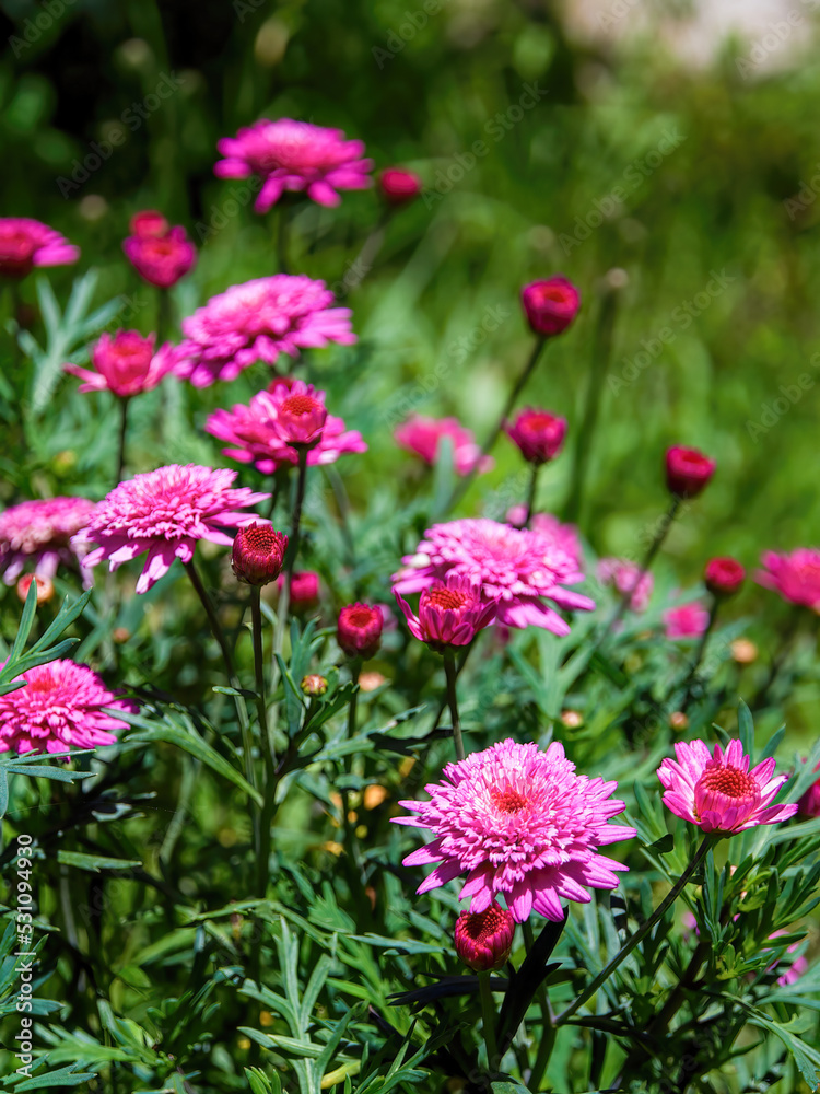 Close-up photography of some red Argyranthemum frutescens flowers, captured in a garden near the colonial town of Villa de Leyva in central Colombia. Close-up photography of some red Argyranthemum frutescens flowers, captured in a garden near the colonial town of Villa de Leyva in central Colombia.