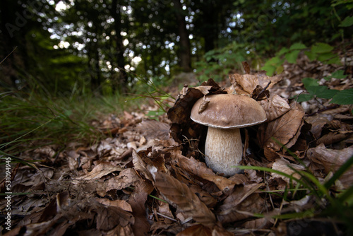 Mushrooming in the forest. Collecting mushroom. Europe's forest during autumn.