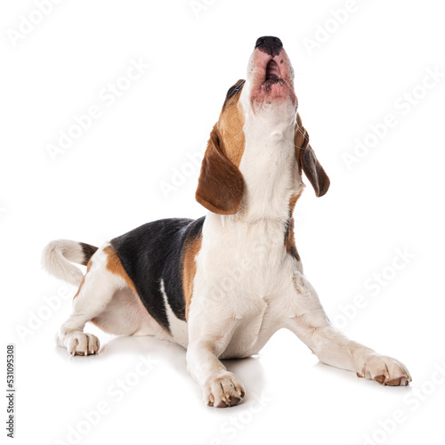 Beagle dog isolated on white background