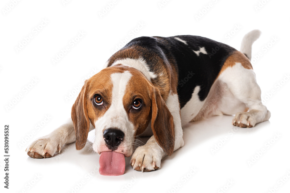 Beagle dog isolated on white background