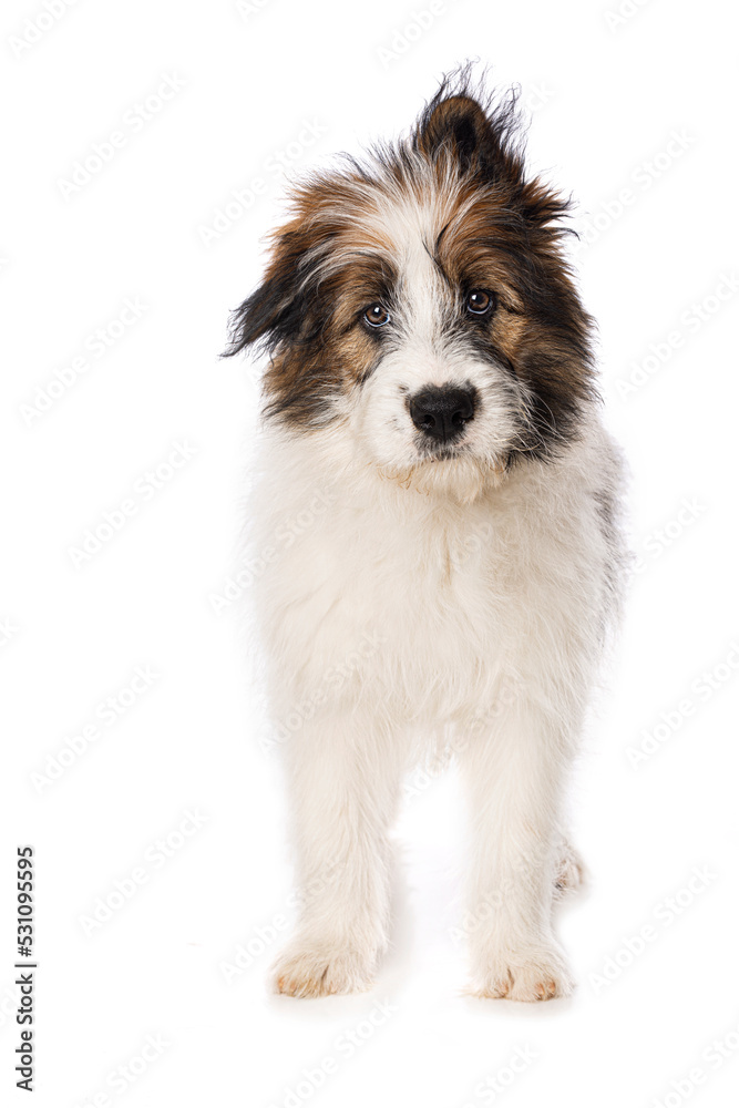 Fototapeta premium Elo puppy isolated on white background
