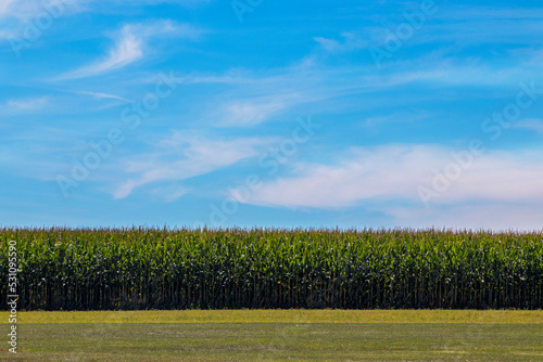 Perfect Sky and Cornfield