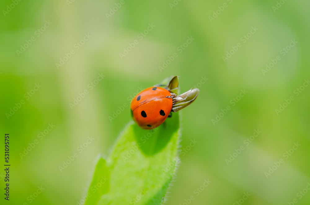 Fototapeta premium Ladybug on a sunny green leaf of grass.