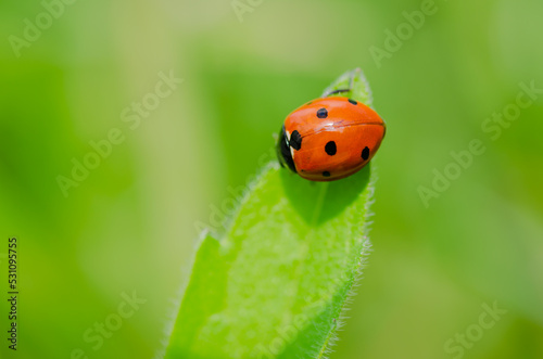 Ladybug on a sunny green leaf of grass.