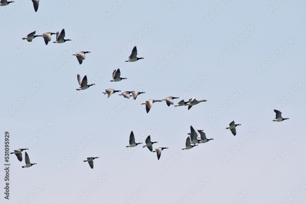 Vogelschwarm im Flug