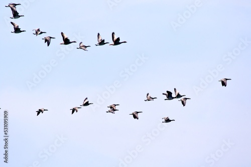 Fototapete Vogelschwarm im Flug