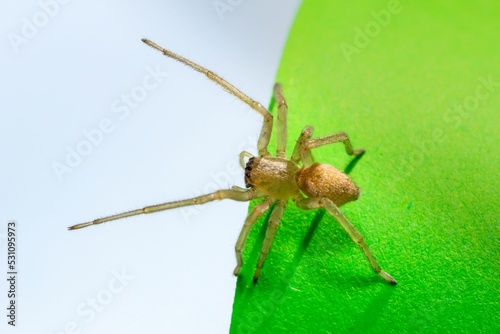 Closeup of a Cheiracanthium mildei, known as the northern yellow sac spider. photo