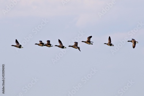 Vogelschwarm im Flug © Peter