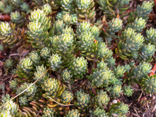 Fototapeta Naklejka Na Ścianę i Meble -  Top view of some pale stonecrop succulent plants that resemble a forest. Captured in a garden near the colonial town of Villa de Leyva in central Colombia.