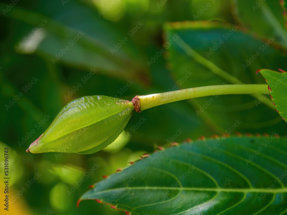 Macro photography of a poor mans rhododendron seed pod, captured in a garden near the colonial town of Villa de Leyva in central Colombia. Macro photography of a poor mans rhododendron seed pod, captured in a garden near the colonial town of Villa de Leyva in central Colombia.