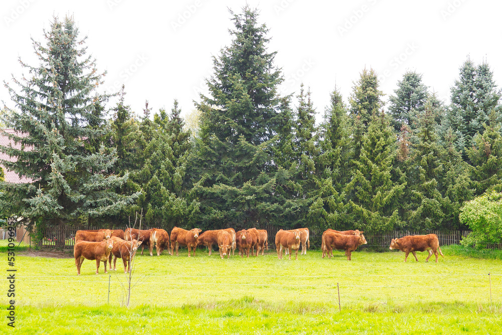 Naklejka premium cows grazing in a meadow