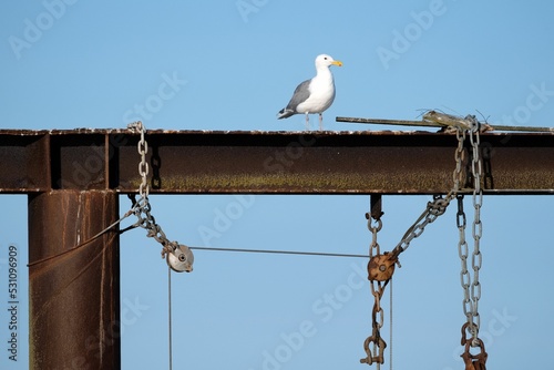 Seagull on an iron girder in Sidney, Vancouver Island, BC © David Hutchison/Wirestock Creators