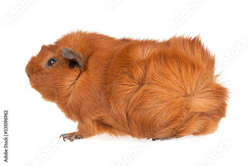Brown guinea pig , transparent background