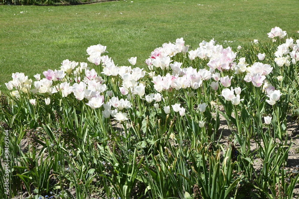 Tulipes blanches au jardin au printemps