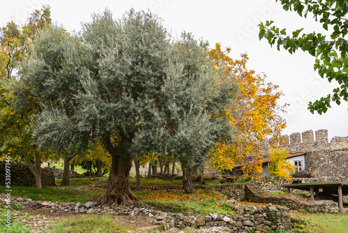 Olive tree in Platamon castle