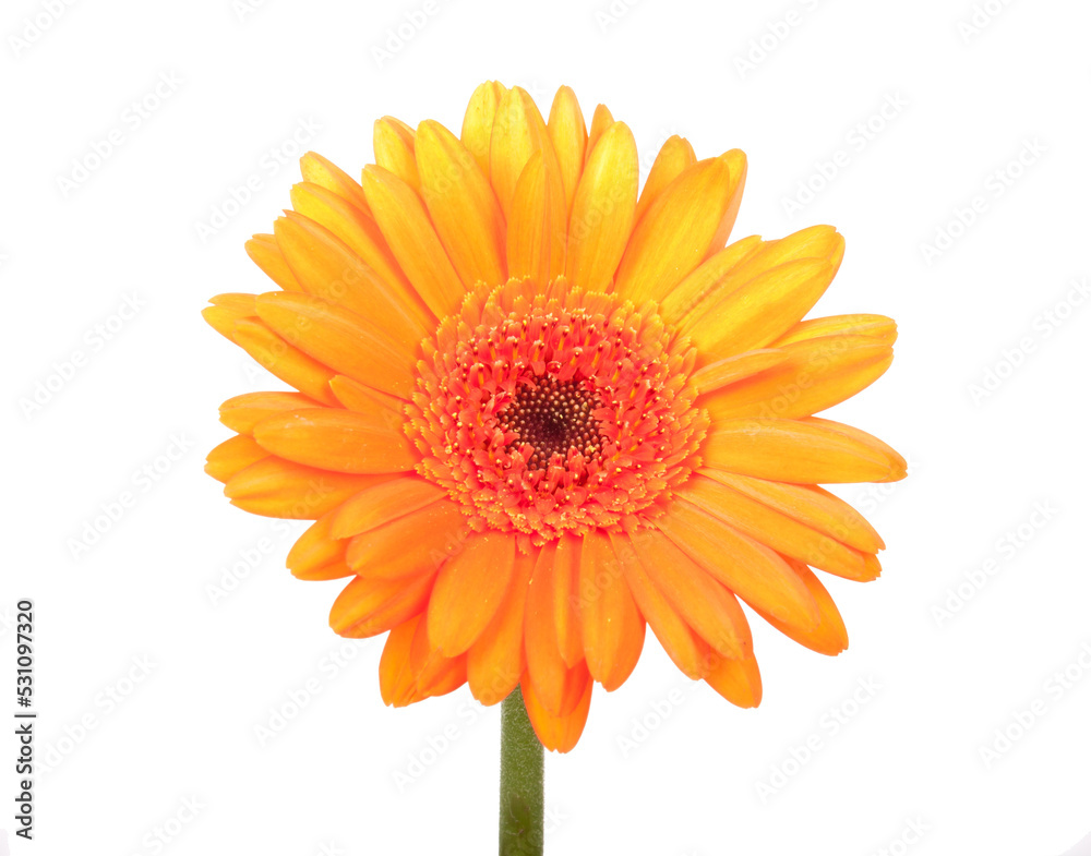 Beautiful orange gerbera, transparent background