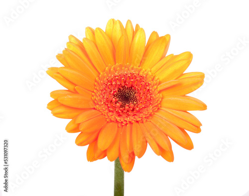 Beautiful orange gerbera  transparent background