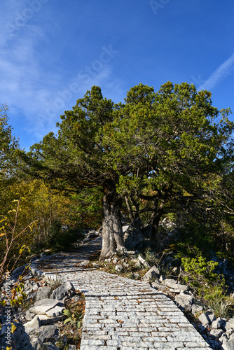 Stone road in Tymfi mountain photo