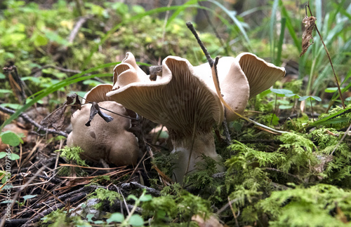 forest mushroom in the grass