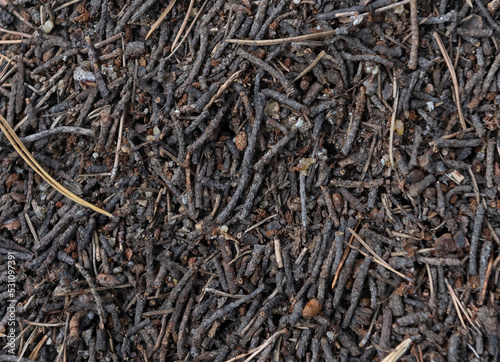 background in the form of a fragment of an anthill