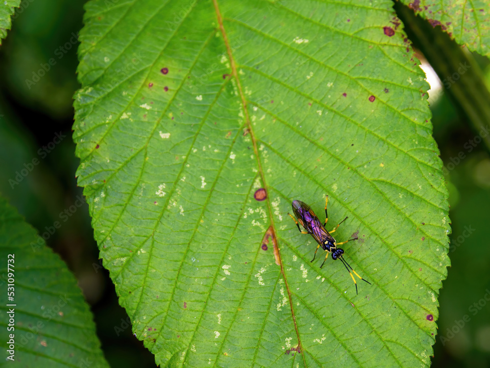 Macro photography of a tiny parasitic wasp on an alder leaf, capturedin a forest near the colonial town of Villa de Leyva in central Colombia. Macro photography of a tiny parasitic wasp on an alder leaf, capturedin a forest near the colonial town of Villa de Leyva in central Colombia.