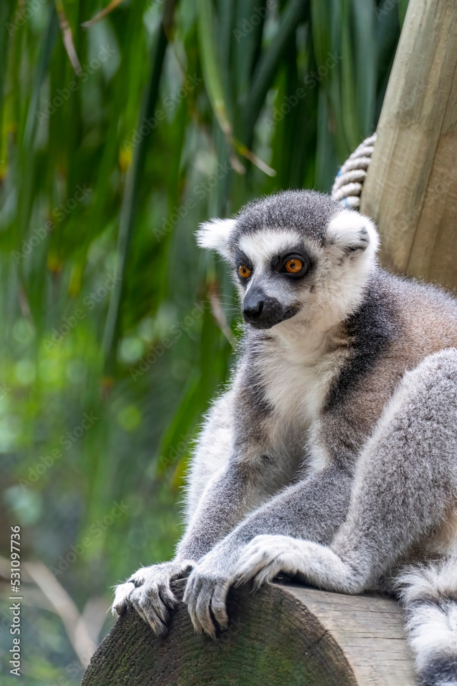 Obraz premium anillsfs tailed lemur, Lemuroidea, sitting quietly on a branch observing humans, mexico