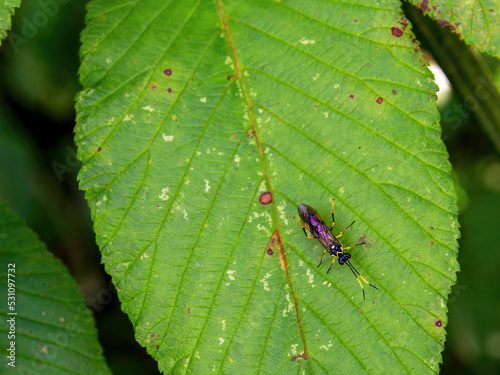 Macro photography of a tiny parasitic wasp on an alder leaf, capturedin a forest near the colonial town of Villa de Leyva in central Colombia.