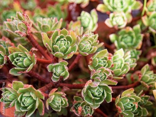 Close-up photography of tiny aeonium succulent plants, captured in a garden near the colonial town of Villa de Leyva in central Colombia.