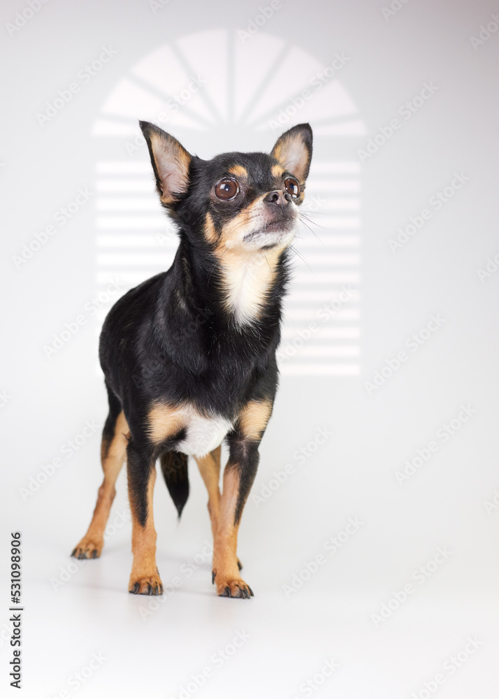 Studio portrait of young black chihuahua