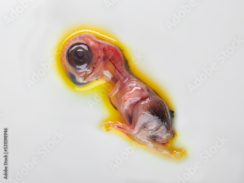 Fototapeta Naklejka Na Ścianę i Meble -  Close up of unborn embryo of chicken