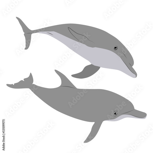 Collection of two Common bottlenose dolphins. Dolphins Tursiops truncatus swim in the water. Realistic vector secondary water mammals