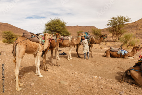 Fotografia Berber man preparing a camel caravan for a hike