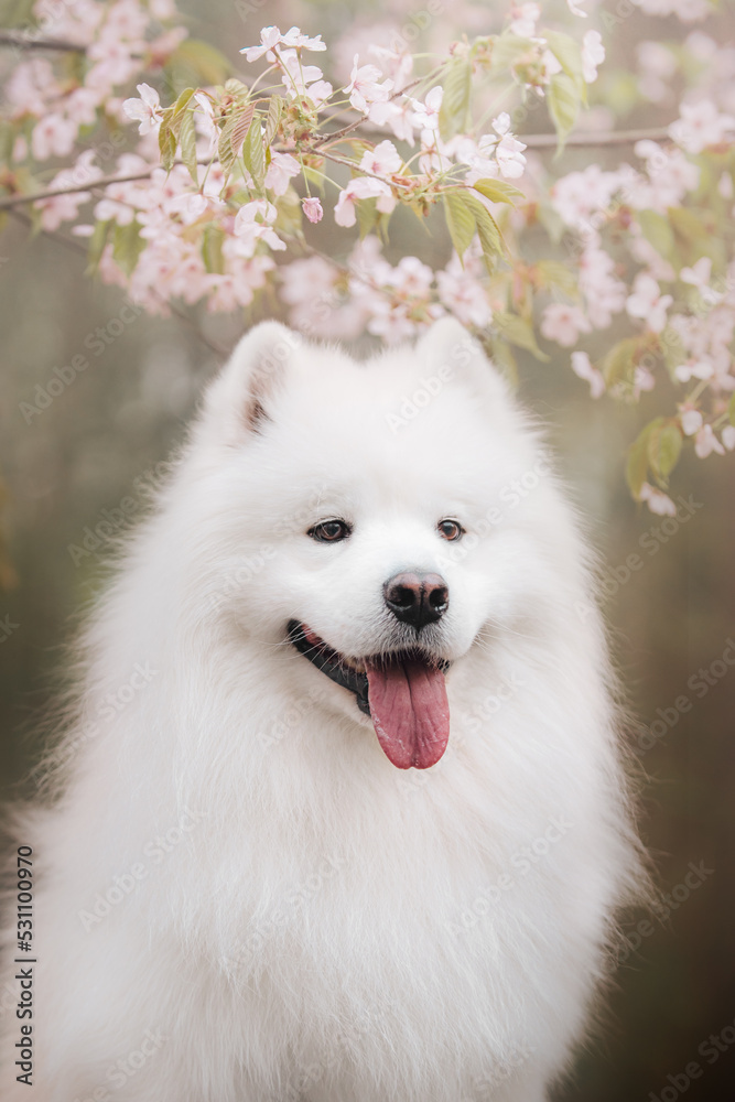 portrait of a white samoyed dog beneath sakura in a park portrait of a white samoyed dog beneath sakura in a park