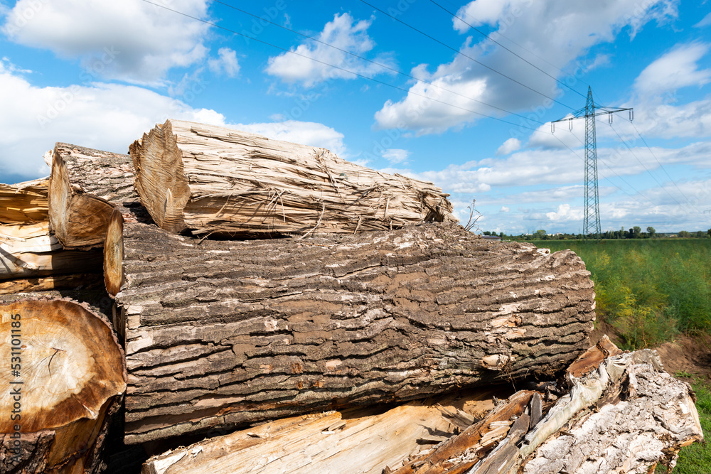 stack of wood in nature. Blue sky and clouds in background. stack of wood in nature. Blue sky and clouds in background.