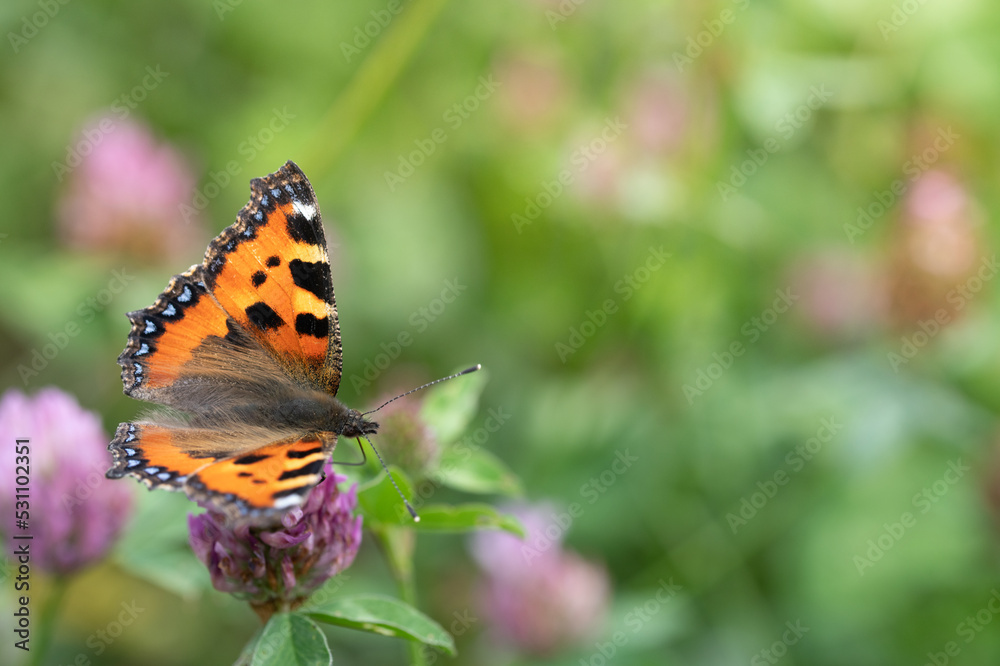 A small orange butterfly, a 'little tortoiseshell' (Aglais urticae), sits on wild clover, in a meadow in summer.