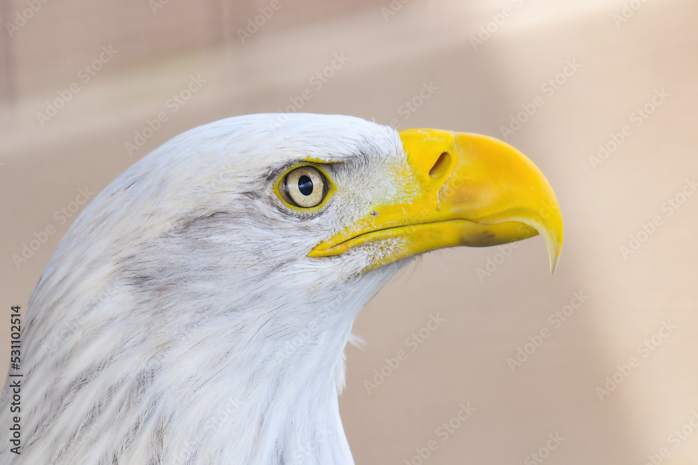 Bald Eagle Bald Eagle