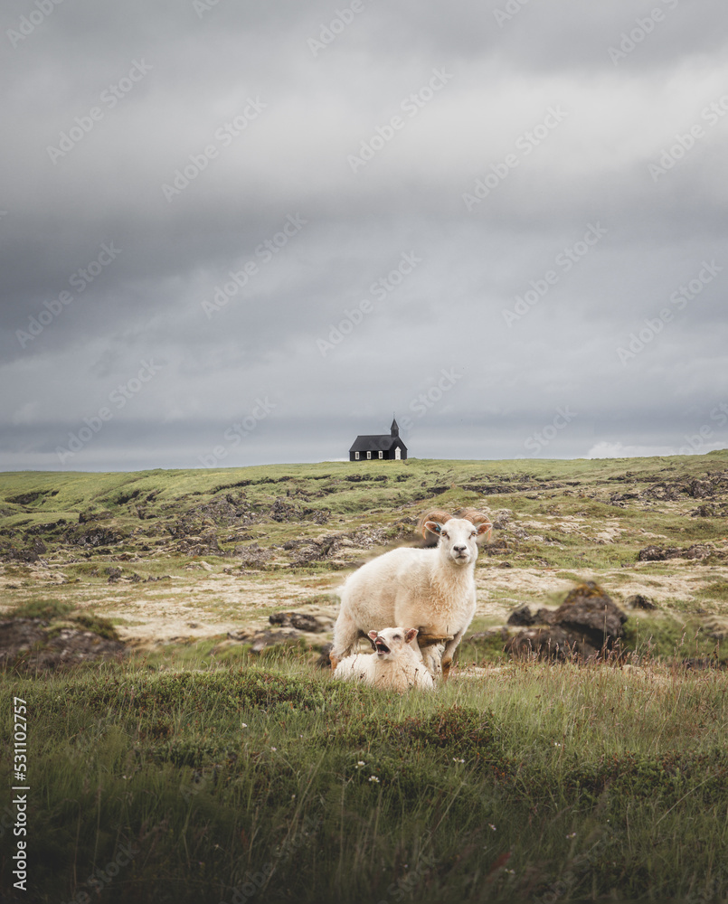 Iceland Sheep Chrurch