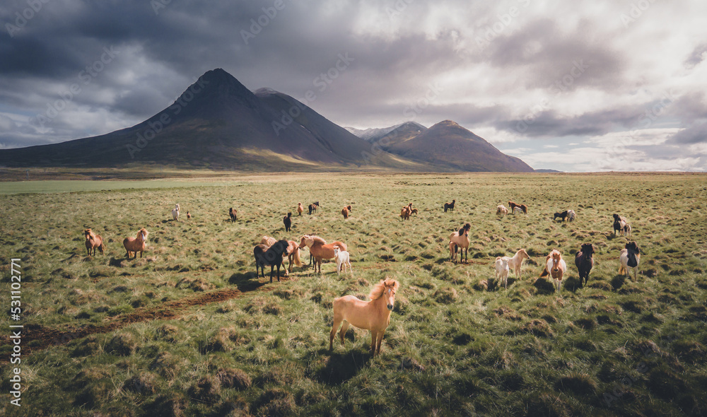 Wild Horses in Iceland Landscape