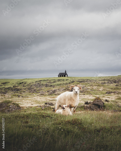 Obraz na płótnie Iceland Sheep Chrurch w salonie