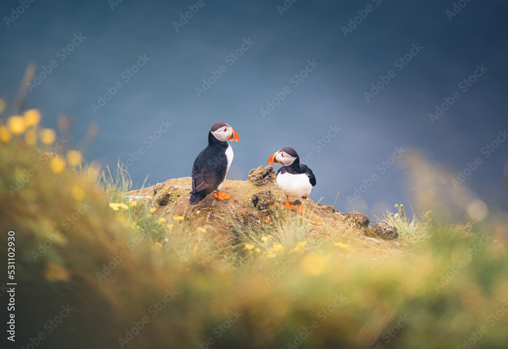 Puffins Iceland Nest