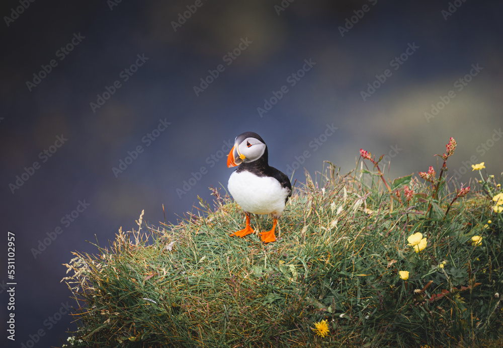 Puffin of Cliff Edge