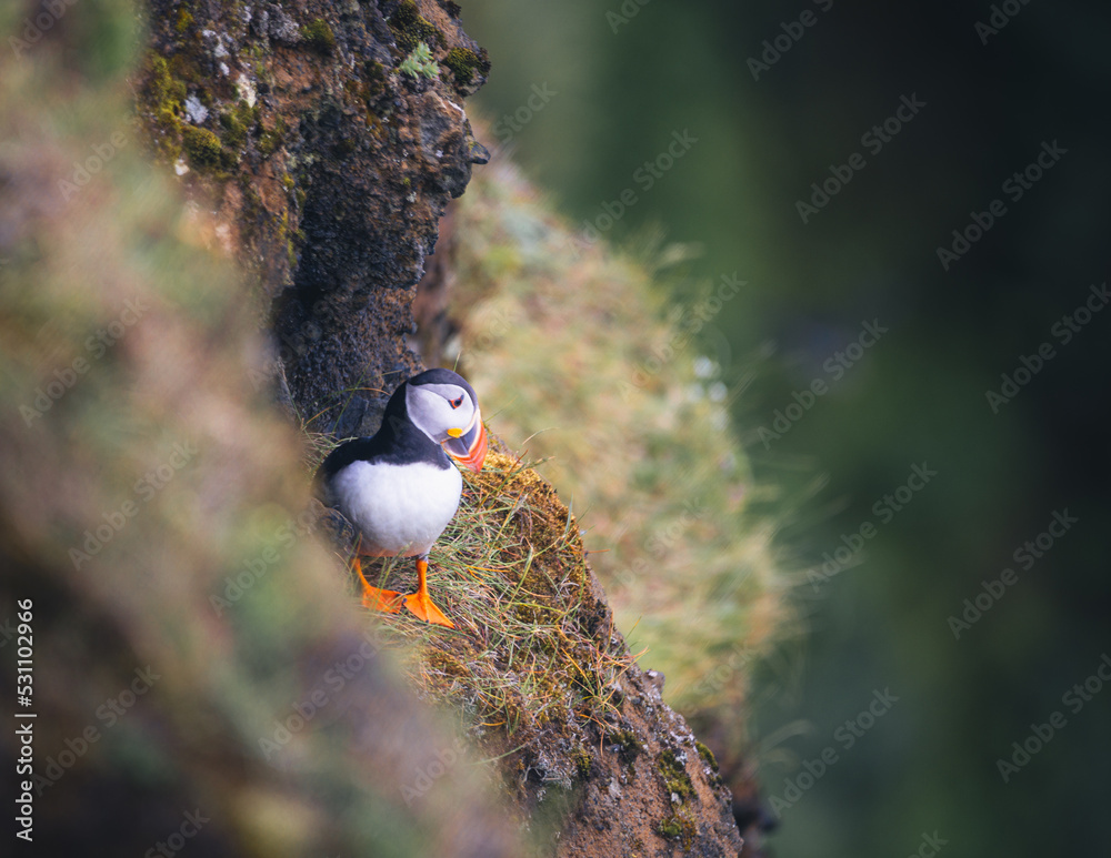 Puffin on Iceland Cliff