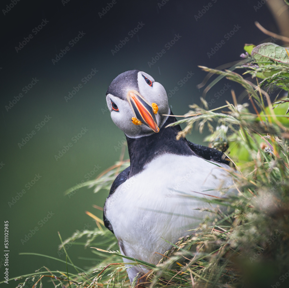 Puffin Iceland Close Up