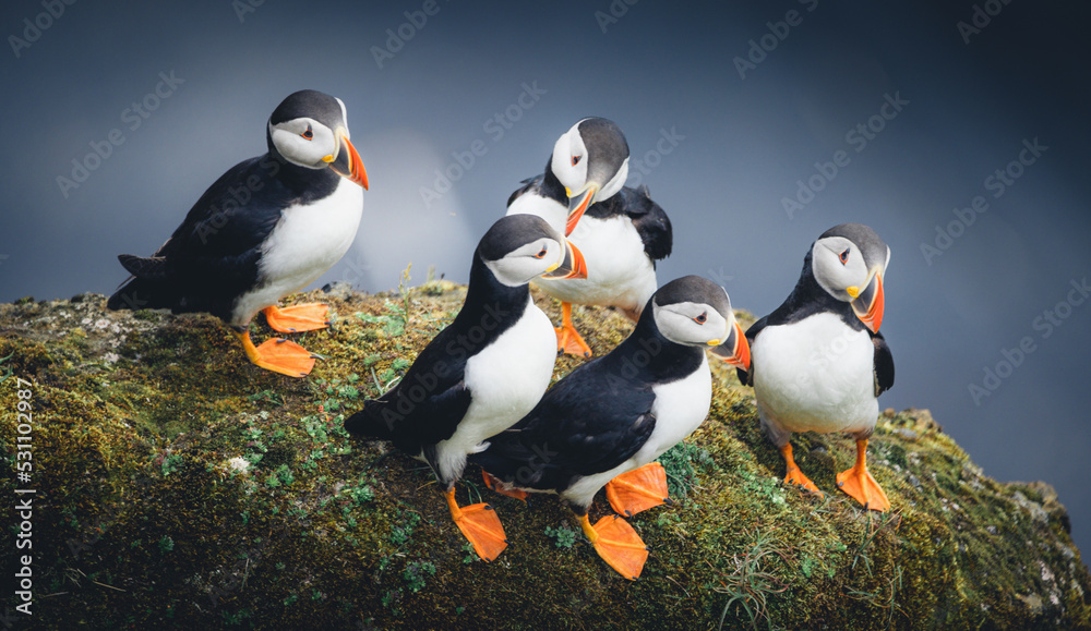 Group of Puffins on Cliff
