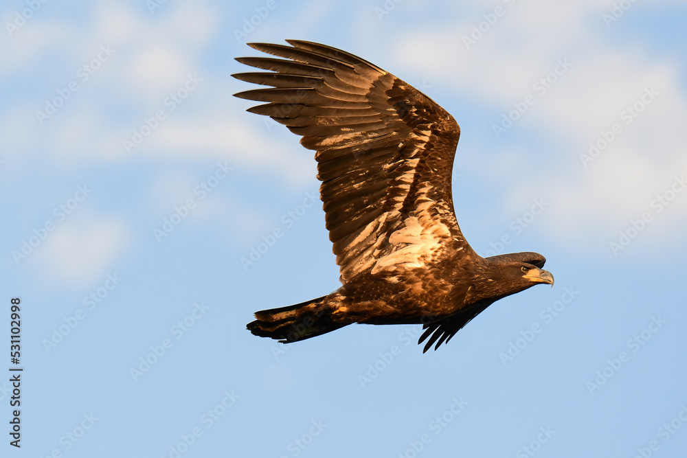 Obraz premium Bald Eagle
