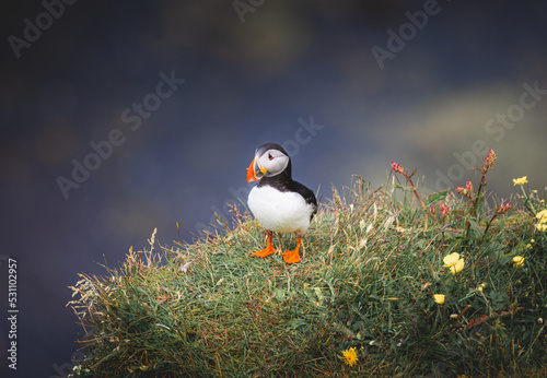 Puffin of Cliff Edge