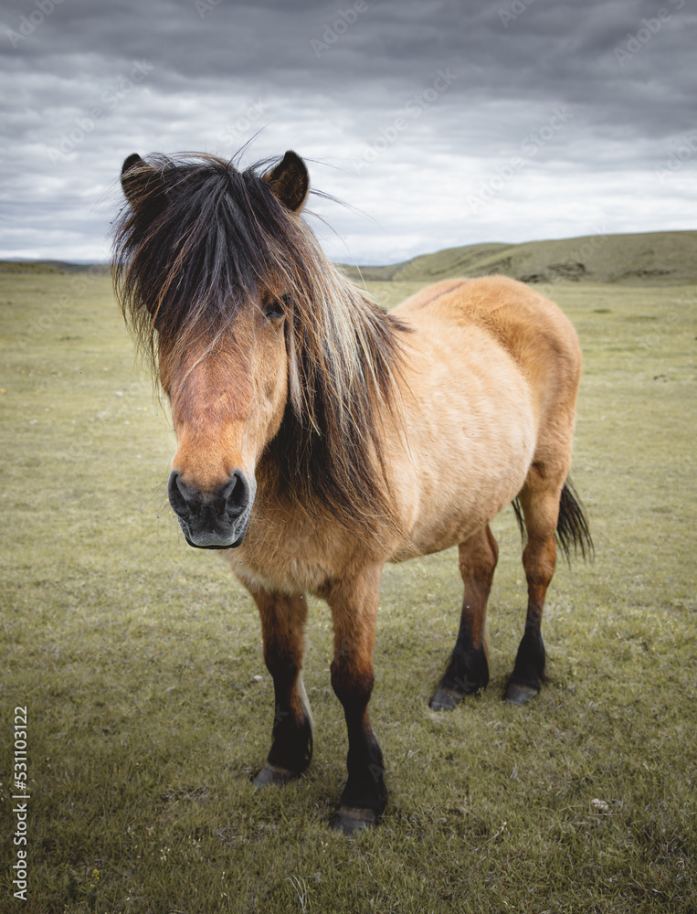 Icelandic Wild Horse