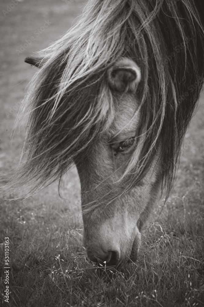 Icelandic Horse Eating Grass